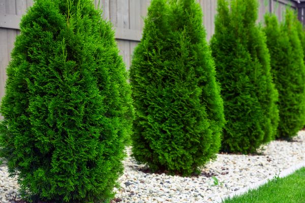 Arborvitae Planting in Mechanicsville