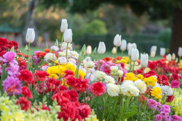 Gardening Service in Mechanicsville