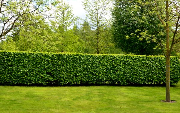 Hedge Planting in Mechanicsville