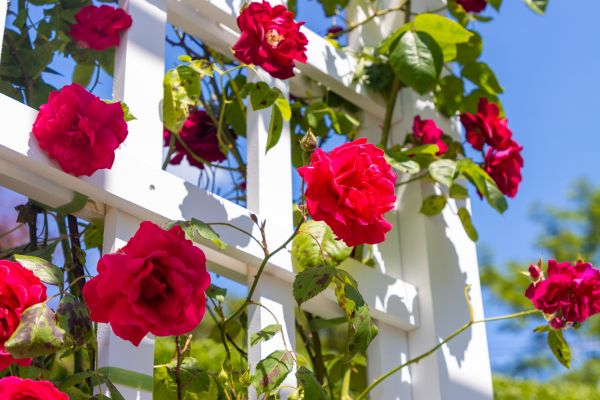 Home Gardening Service in Mechanicsville