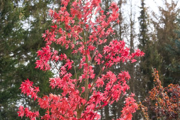 Japanese Maple Planting in Mechanicsville