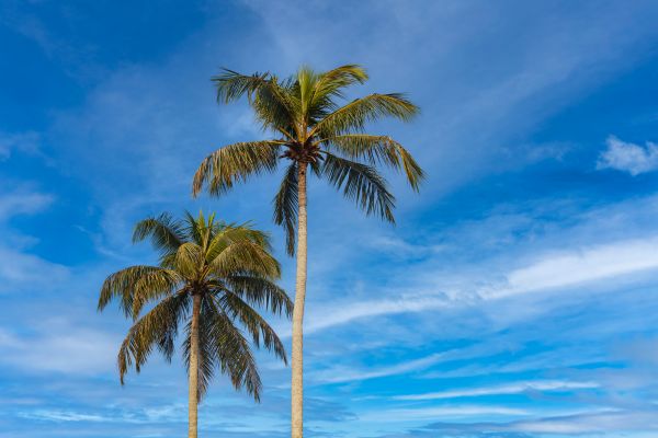 Palm Tree Planting in Mechanicsville