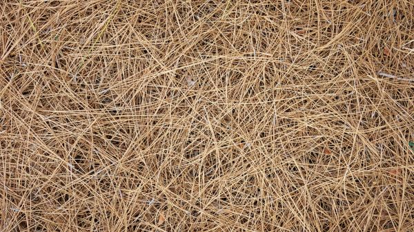Pine Needles Delivery in Mechanicsville