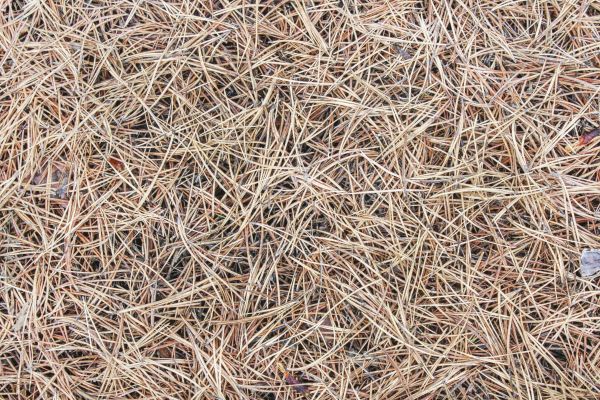 Pine Straw Installation in Mechanicsville