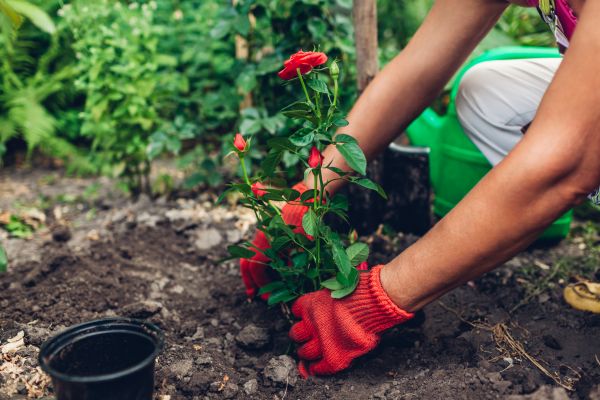 Planting Service in Mechanicsville