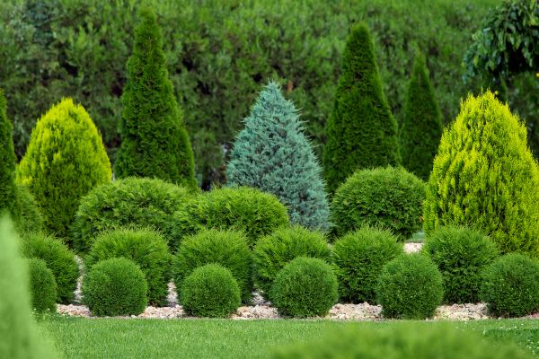 Shrub Replacement in Mechanicsville