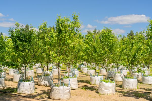 Tree Planting Service in Mechanicsville