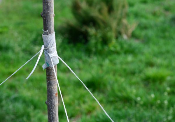 Tree Staking Service in Mechanicsville