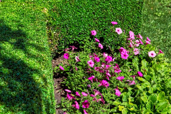Softscaping Service in Mechanicsville