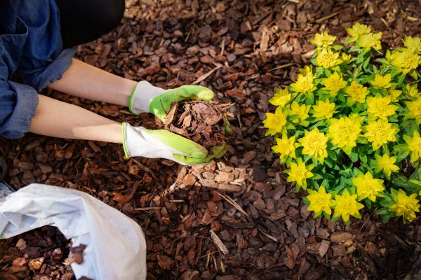Pine Bark Mulch Installation in Mechanicsville