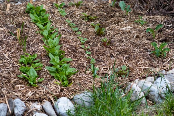 Mulch Service in Mechanicsville