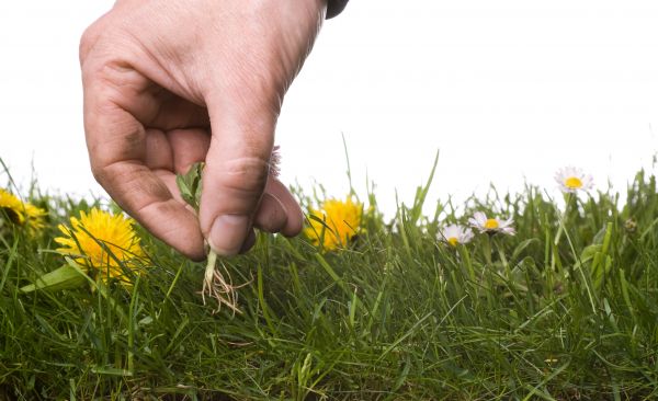 Lawn Weeding in Mechanicsville