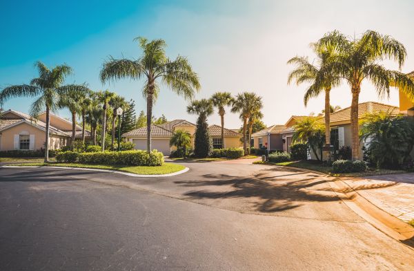 Palm Tree Landscaping in Mechanicsville