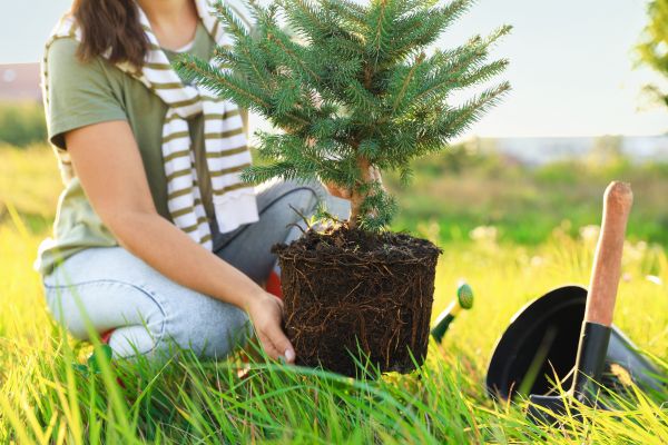 Spruce Tree Planting in Mechanicsville