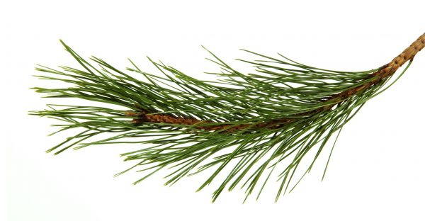 Pine Needles Installation in Mechanicsville