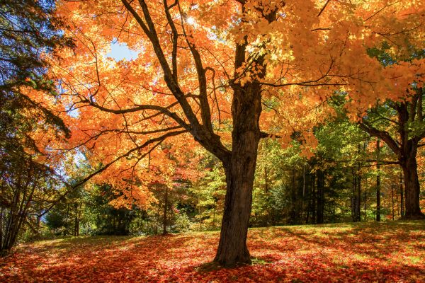 Maple Tree Planting in Mechanicsville