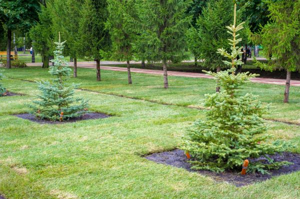 Privacy Trees Planting in Mechanicsville