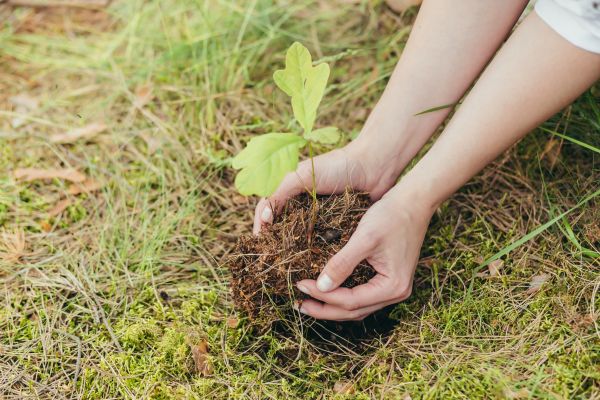 Oak Tree Planting in Mechanicsville