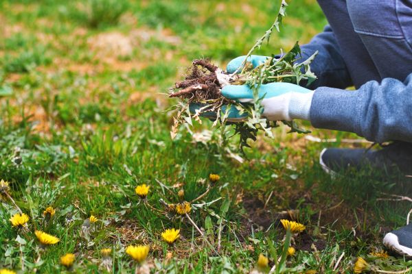 Flower Bed Clearing in Mechanicsville
