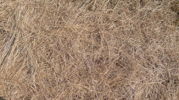 Pine Straw Replacement in Mechanicsville