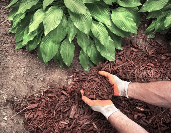 Bark Spreading in Mechanicsville