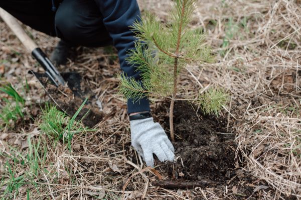 Pine Tree Planting in Mechanicsville