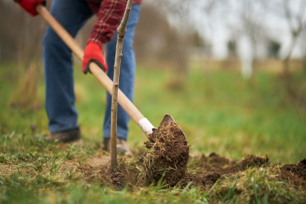 Trees Planting in Mechanicsville
