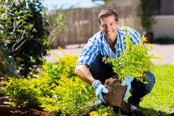 Shrub Landscaping in Mechanicsville