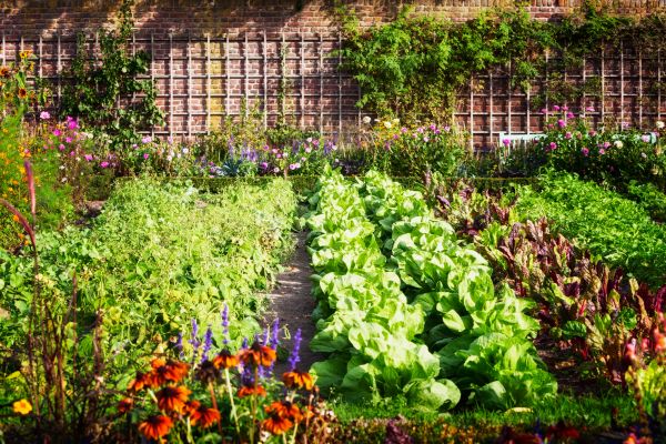 Garden Planting Service in Mechanicsville