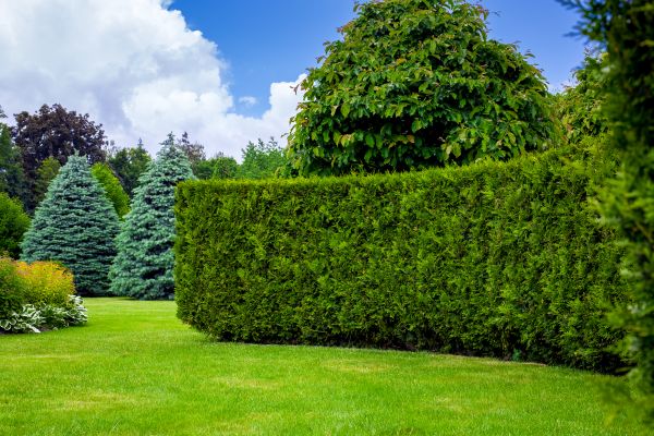 Hedge Landscaping in Mechanicsville