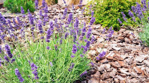 Pine Bark Landscaping in Mechanicsville