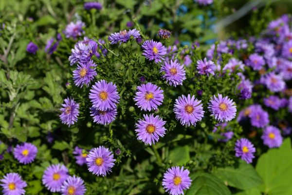 Perennial Flower Planting in Mechanicsville