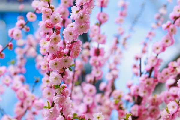 Japanese Cherry Tree Planting in Mechanicsville