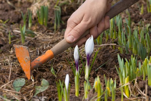Flower Garden Weeding in Mechanicsville