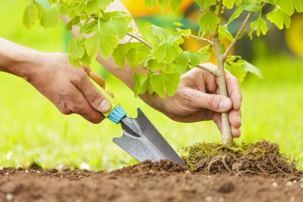 Fruit Tree Planting in Mechanicsville