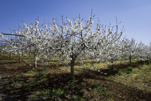 Orchard Planting in Mechanicsville