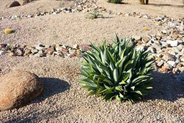 Xeriscaping Service in Mechanicsville