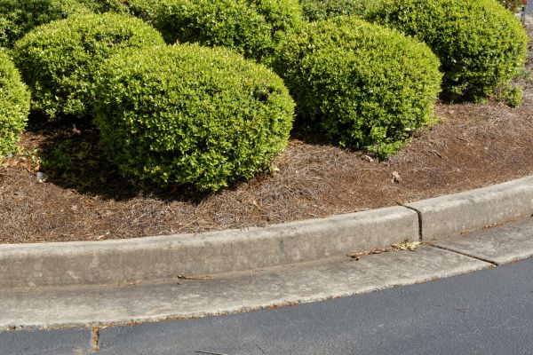 Pine Mulch Installation in Mechanicsville