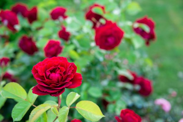 Rose Planting in Mechanicsville