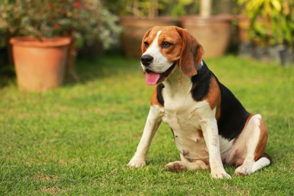 Dog Friendly Landscaping in Mechanicsville