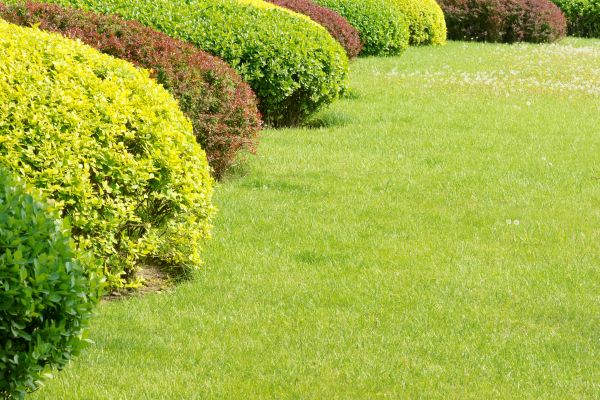 Shrubbery Planting in Mechanicsville