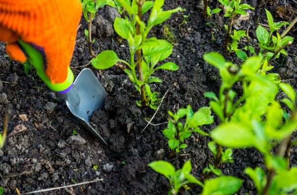 Hydrangea Planting in Mechanicsville