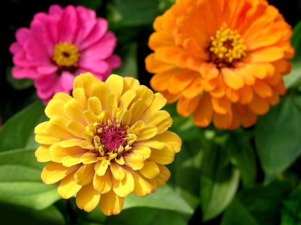 Zinnia Planting in Mechanicsville