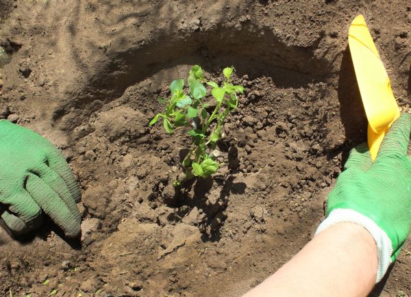 Rose Bush Planting in Mechanicsville