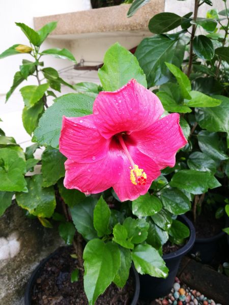 Hibiscus Planting in Mechanicsville