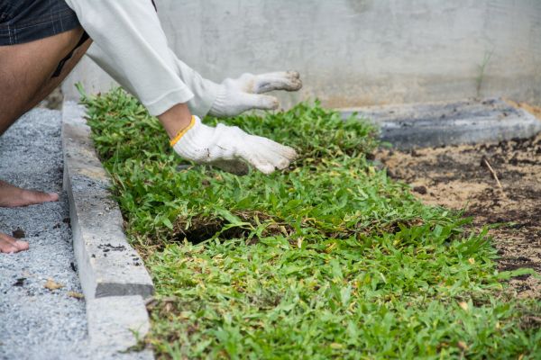 Ground Cover Planting in Mechanicsville