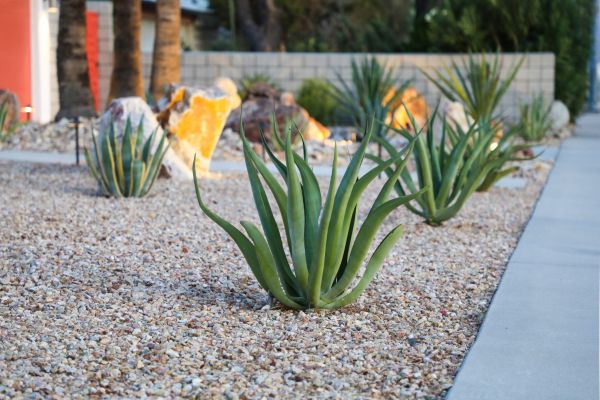 Drought Resistant Landscaping in Mechanicsville