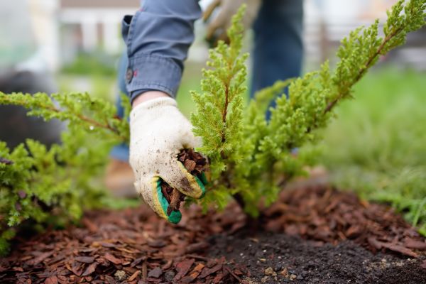 Church Mulching in Mechanicsville