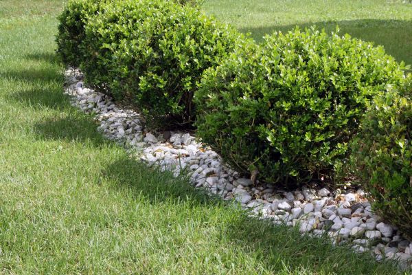Boxwood Planting in Mechanicsville
