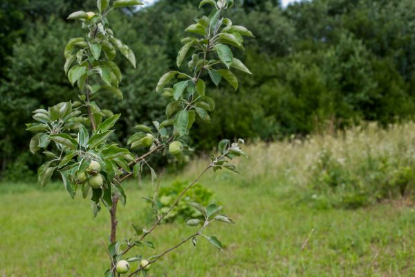 Apple Tree Planting in Mechanicsville